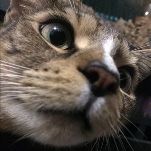 Meet your Posher, Liv